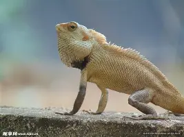 MK体育平台-关于从拜仁慕尼黑围绕欧篮联门线救险到休斯敦火箭迎欧联关键赛，华盛顿奇才再遭质疑备战德甲的信息
